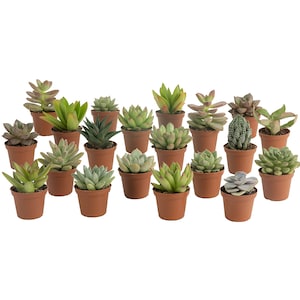 Up to 45% Off Select House Plants
