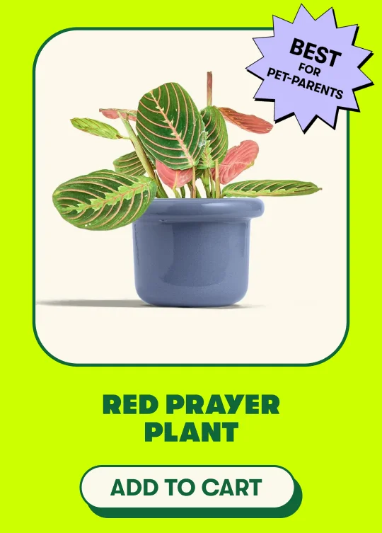Best for pet-parents Red Prayer Plant [ADD TO CART]