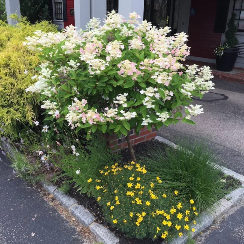Image of Quick Fire® Hydrangea Tree