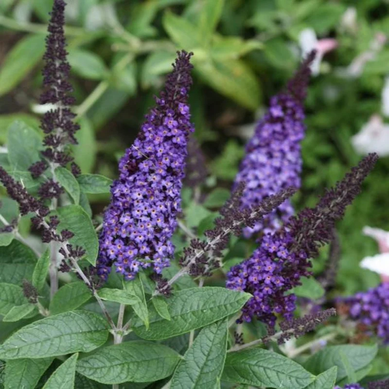 Image of Pugster Blue® Butterfly Bush
