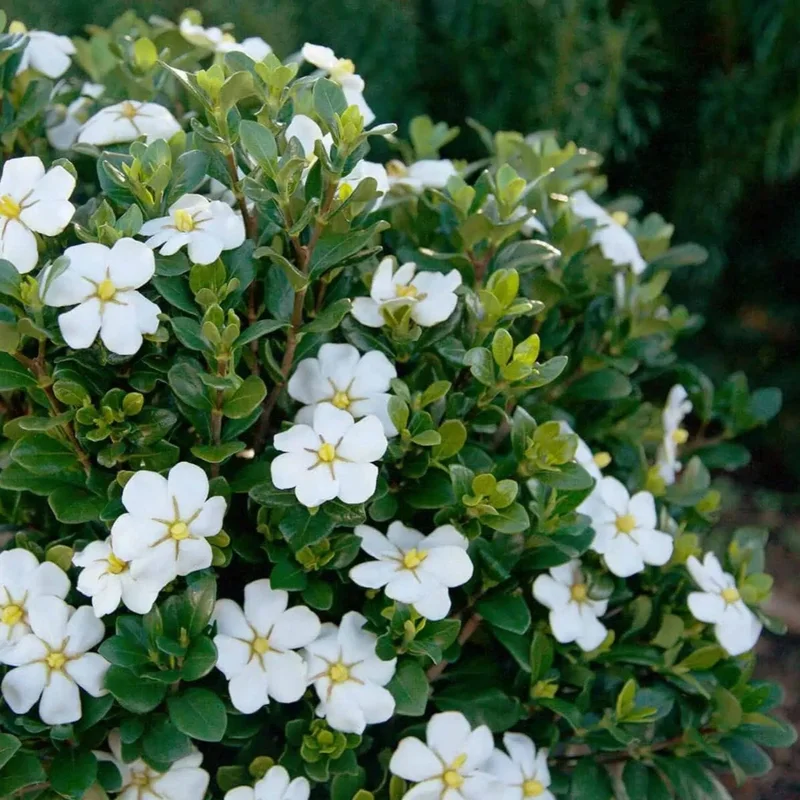 Image of ScentAmazing® Gardenia
