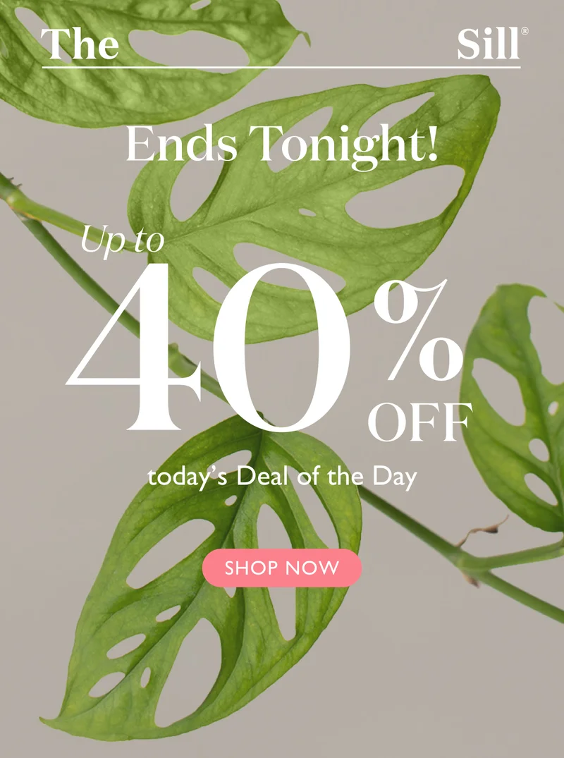Hurry, today's Deal of the Day ends at mignight! Shop 40 off the Monstera Adansonii.