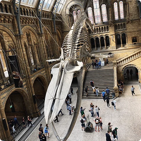 Image Descriptions: A dinosaur fossil exhibit at a museum and an image of four people smiling next to a bike with Big Ben in the background.