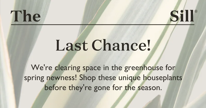 We're clearing space in the greenhouse for spring newness! Grab these unique plant picks before they're gone for the season.