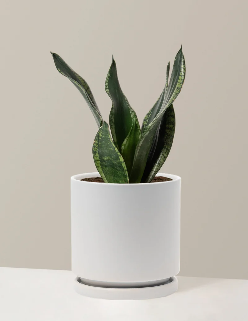 Image of Snake Plant Silver Flame