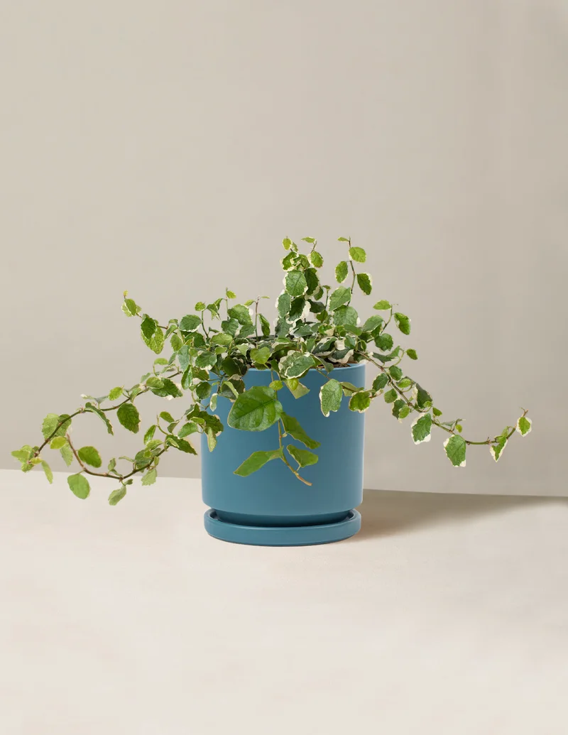 Image of Variegated Creeping Fig