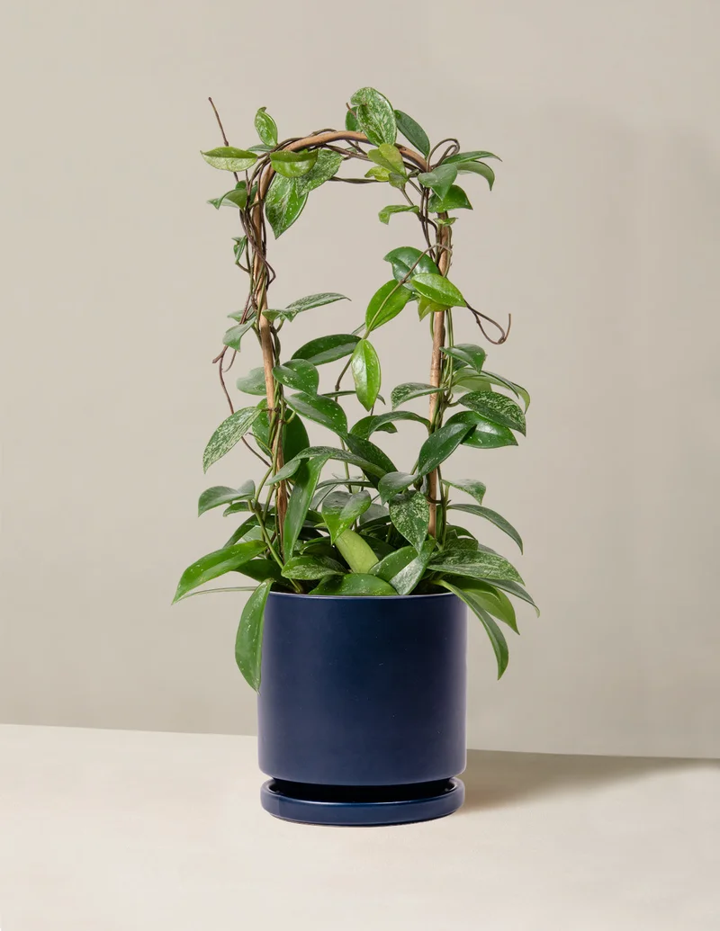 Image of Hoya pubicalyx Hoop