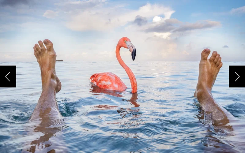 Photographer Jasper Doest, Odette’s cousin, swims with Bob in the Caribbean Sea.
