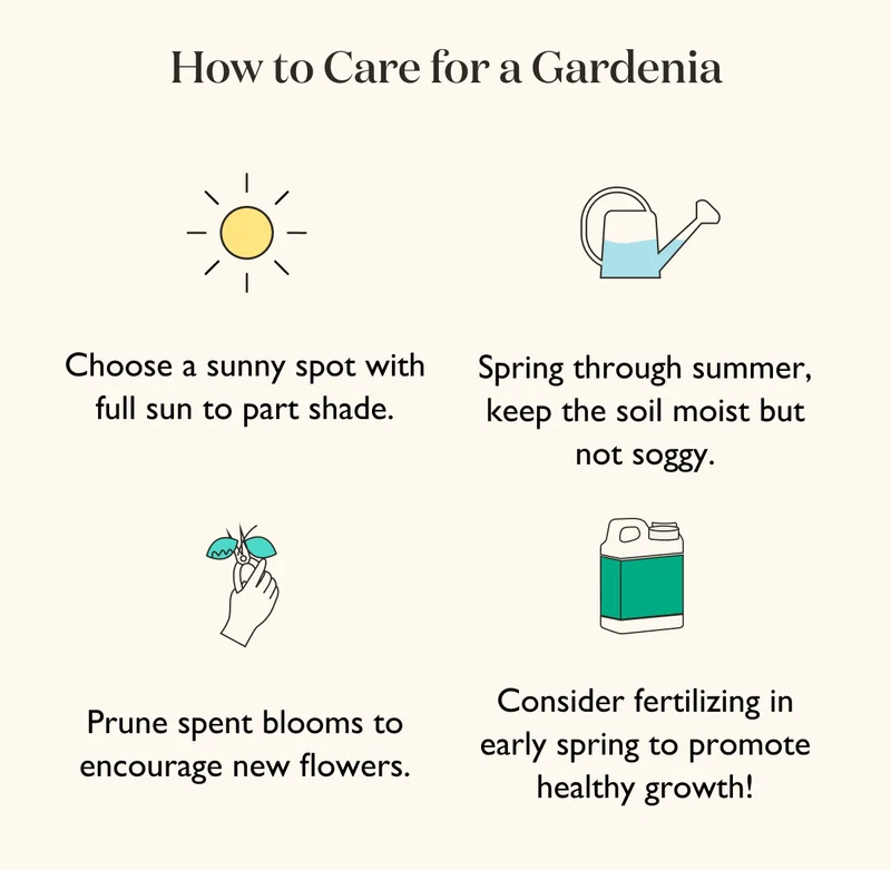 How to Care for a Gardenia: Choose a sunny spot with full sun to part shade. Spring through summer, keep the soil moist but not soggy.