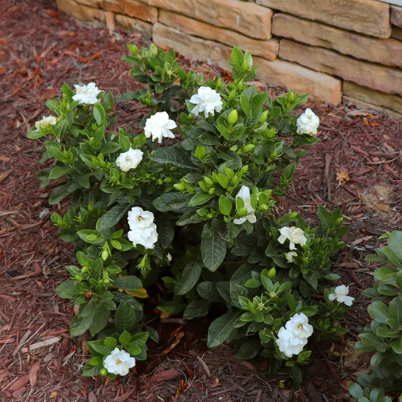 Image of Radicans Gardenia