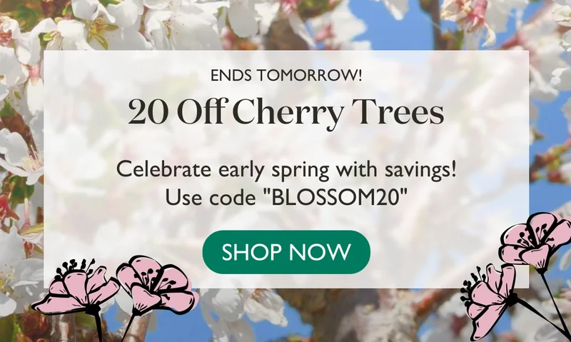 Ends tomorrow! 20% off Cherry Trees! Use code "BLOSSOM20"