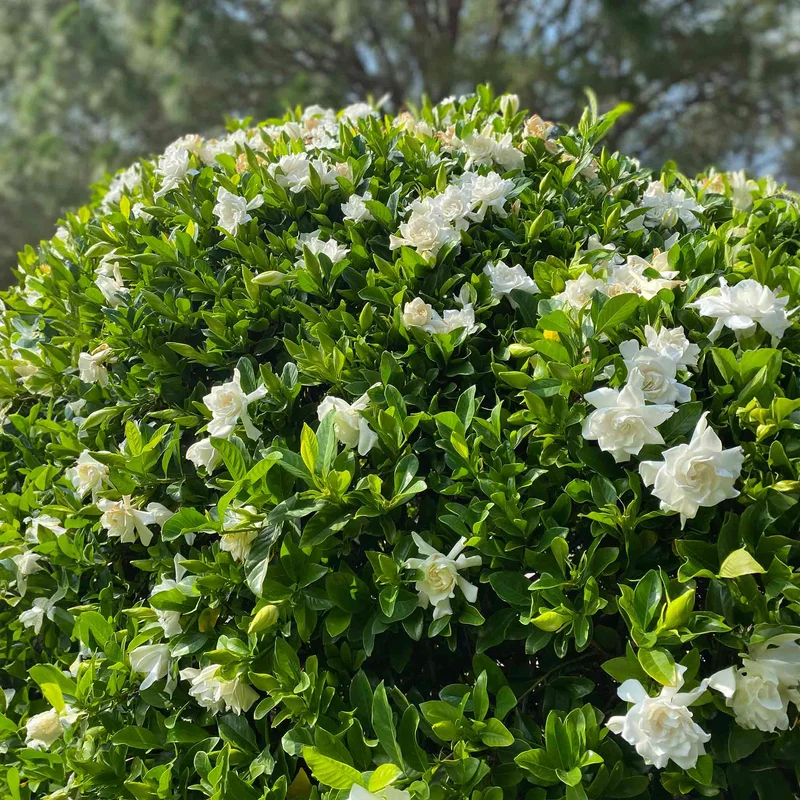 Image of Frost Proof Gardenia