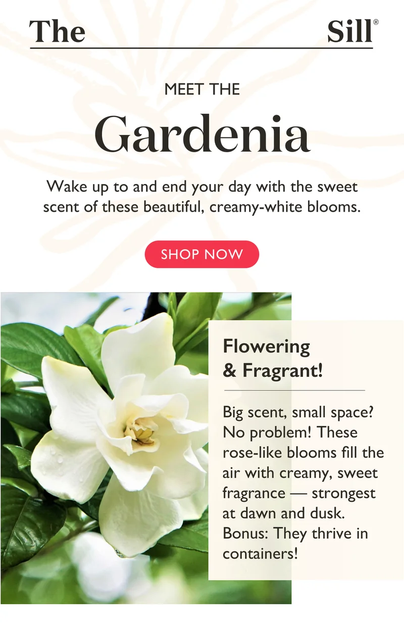 Meet the Gardenia! Big scent, small space? No problem! These rose-like blooms fill the air with creamy, sweet fragrance — strongest at dawn and dusk. Bonus: They thrive in containers!