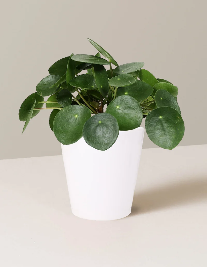 Image of Pilea Peperomioides