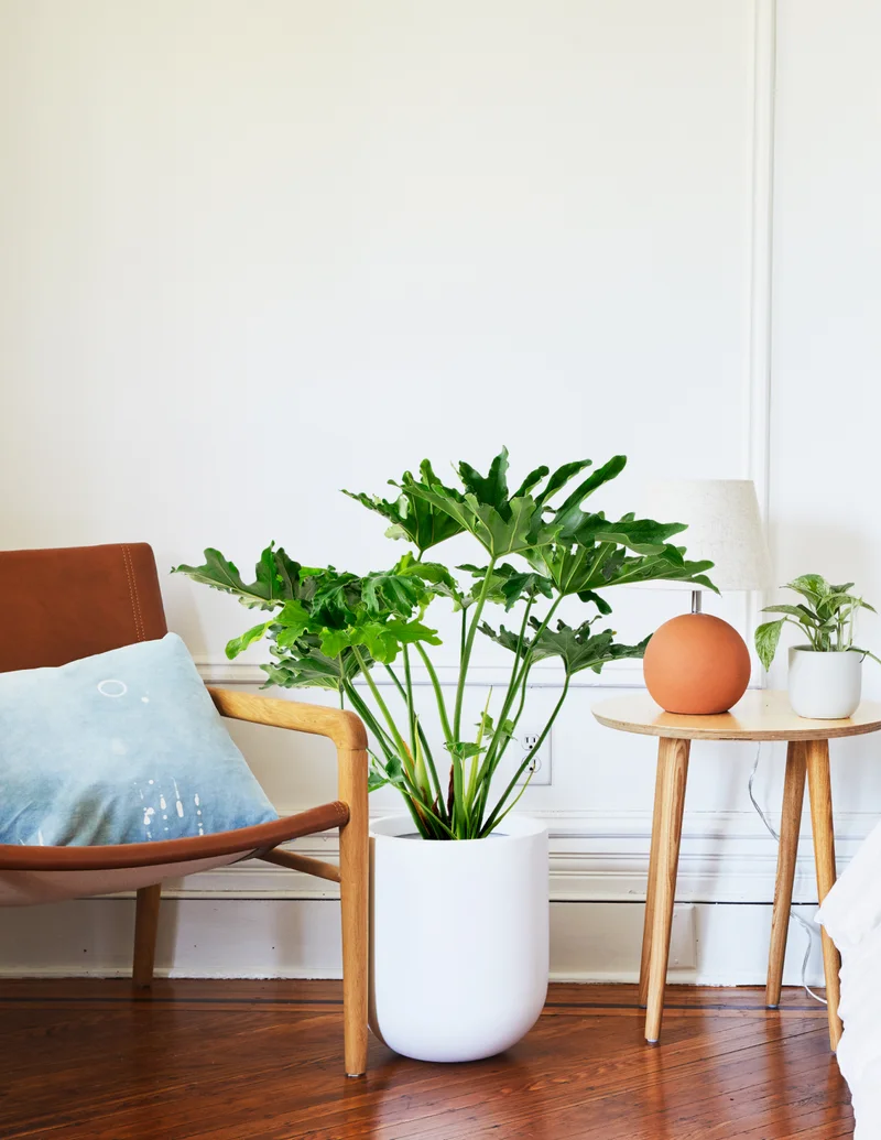 Image of Large Philodendron Selloum 'Hope'