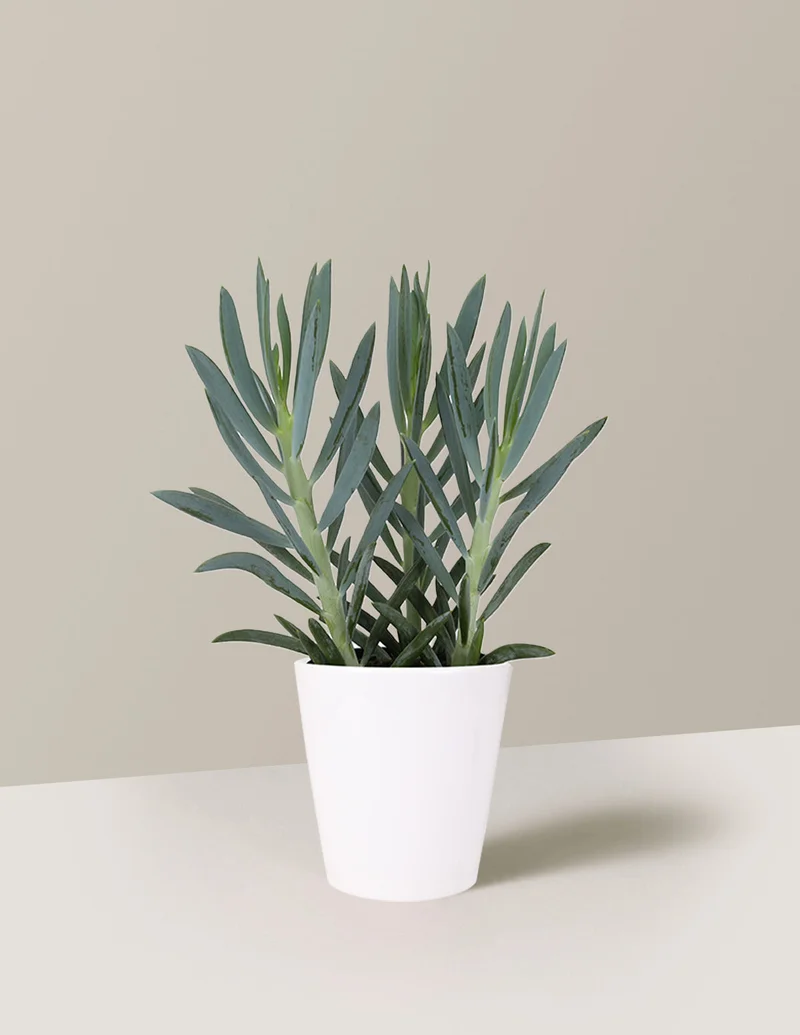 Image of Senecio 'Mount Everest'