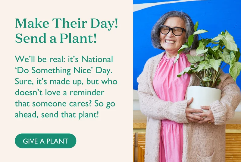 Make Their Day! Send a Plant! Shop All
