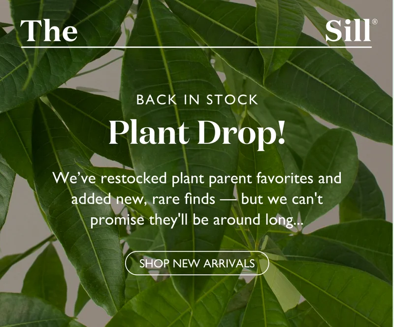 We’ve restocked plant parent favorites and added new, rare finds — but they won’t last long! Shop New Arrivals