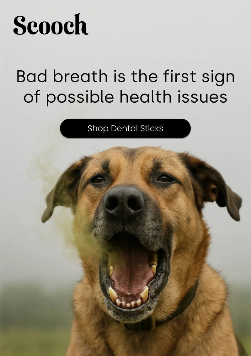 Bad breath is the first sign of possible health issues - Shop Dental Sticks