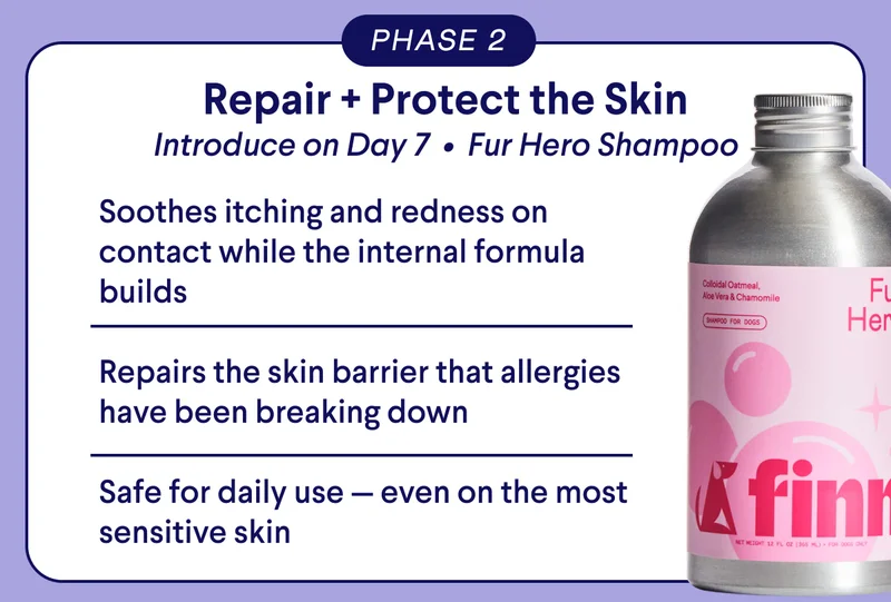 Text: PHASE 2 Repair + Protect the Skin Introduce on Day 7&nbsp; •&nbsp; Fur Hero Shampoo Soothes itching and redness on contact while the internal formula builds  Repairs the skin barrier that allergies have been breaking down  Safe for daily use — even on the most sensitive skin