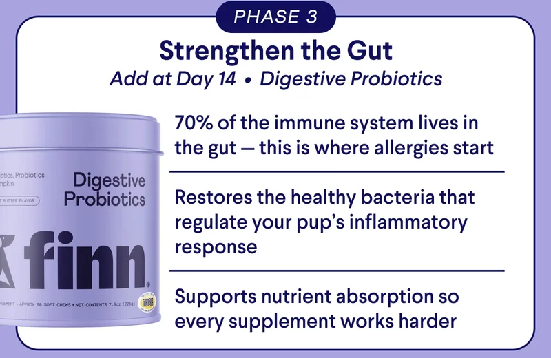 Text: PHASE 3: Strengthen the Gut Add at Day 14&nbsp; •&nbsp; Digestive Probiotics 70% of the immune system lives in the gut — this is where allergies start  Restores the healthy bacteria that regulate your pup’s inflammatory response  Supports nutrient absorption so every supplement works harder. This isn’t 3 products. It’s one allergy-busting system. CTA: Build Your Pup’s Allergy Plan →