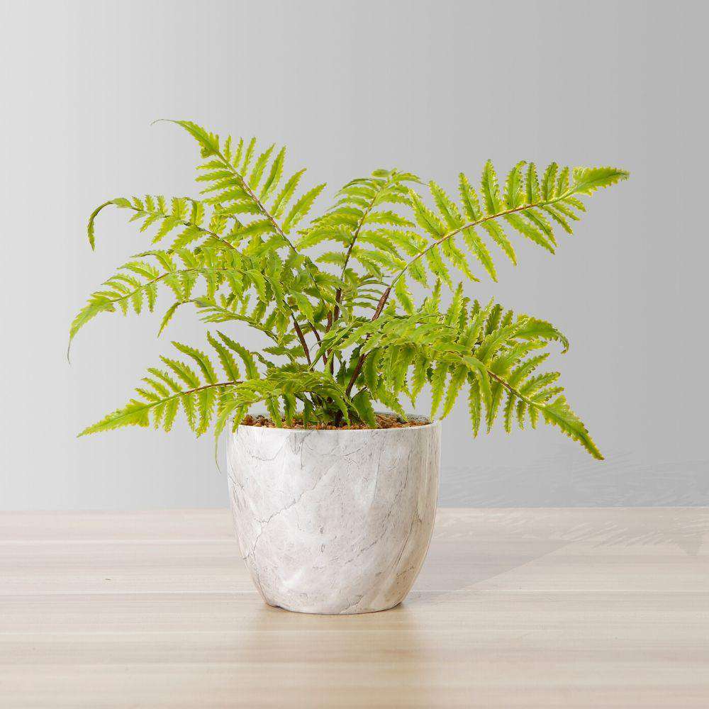 Image of Bera Potted Faux Fern