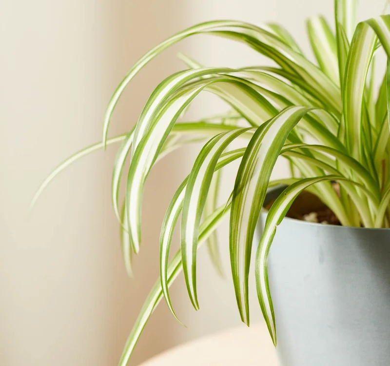 SPIDER PLANT FRONDS