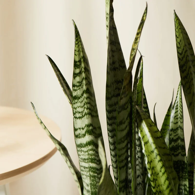 30% OFF SANSEVIERIA