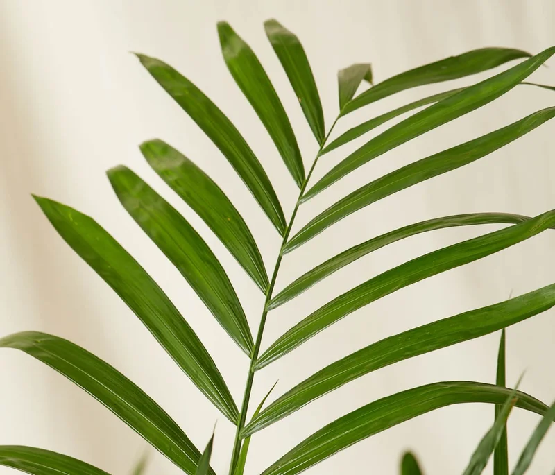 30% OFF BAMBOO PALM