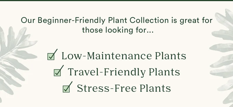Shop Low-Maintenance Plants