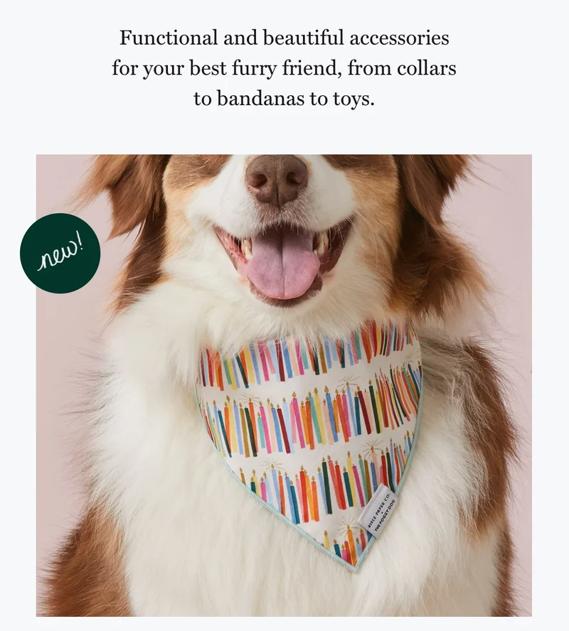 New Pet Accessories