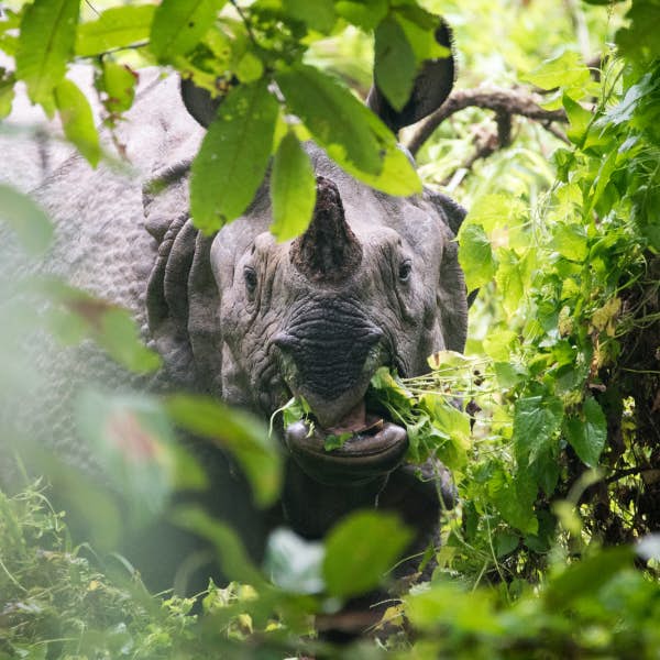 Rhino, Chitwan National Park