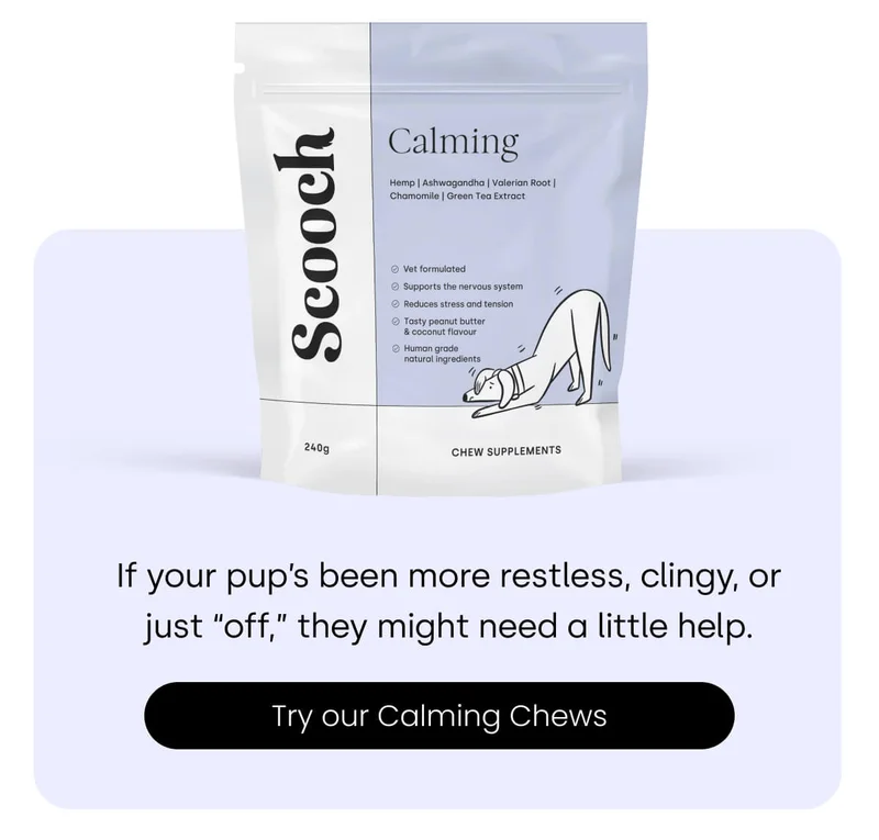 If your pup’s been more restless, clingy, or just “off,” they might need a little help.