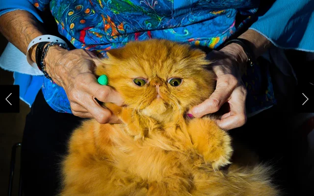 A cat owner from Mithra Cattery gives her Persian cat a massage after a long day at the CFA International Cat Show & Expo in Cleveland, Ohio, on Oct. 11, 2025.
