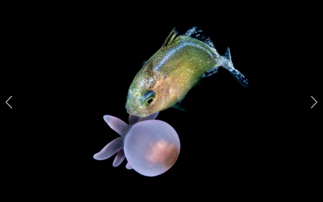A ray-finned fish of the Carangidae family is seen with a tube anemone larva.
