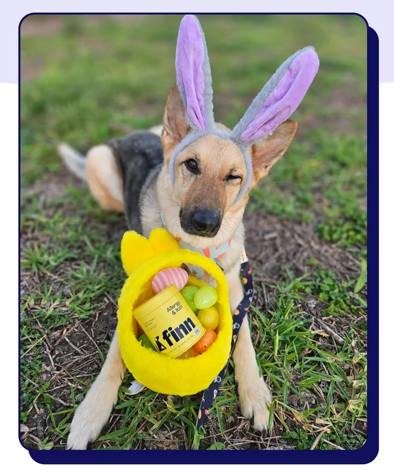 photo: Golden Shepherd with bunny ears and an easter basket with Allergy & Itch Inside