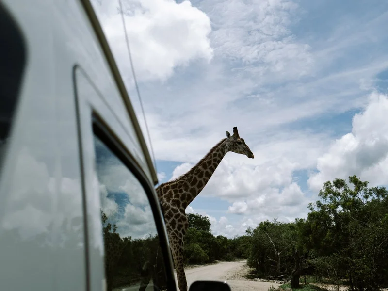A safari jeep travels through the lush Tanzanian savanna as two travelers keep lookout at the rear.