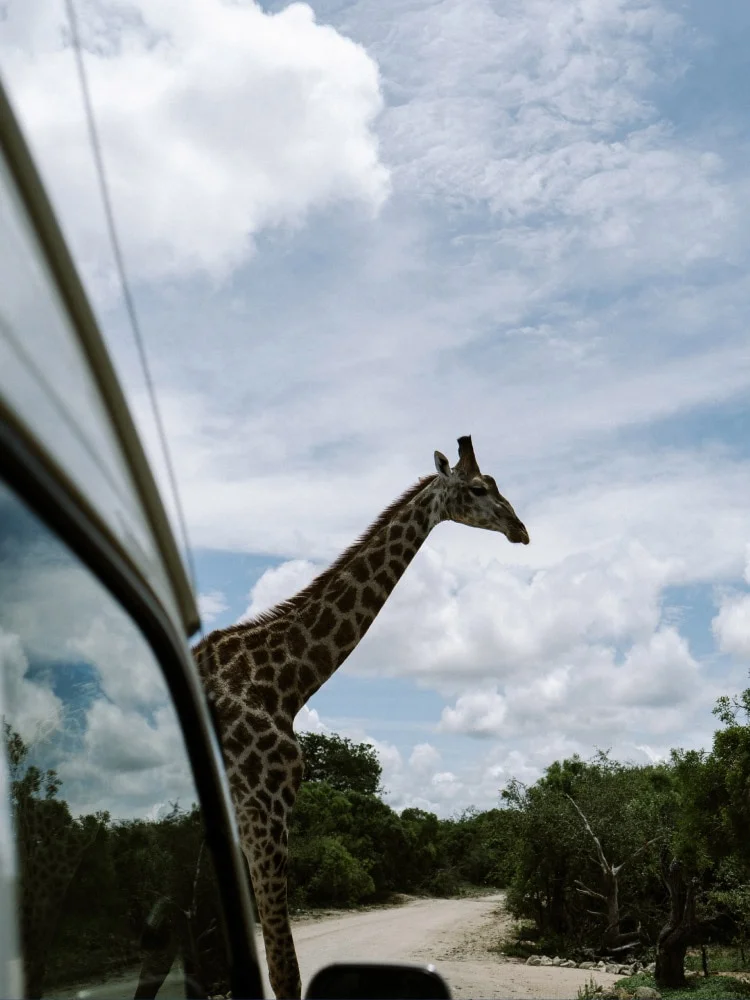 A safari jeep travels through the lush Tanzanian savanna as two travelers keep lookout at the rear.