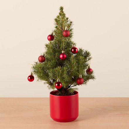 Deck The Halls Bouq