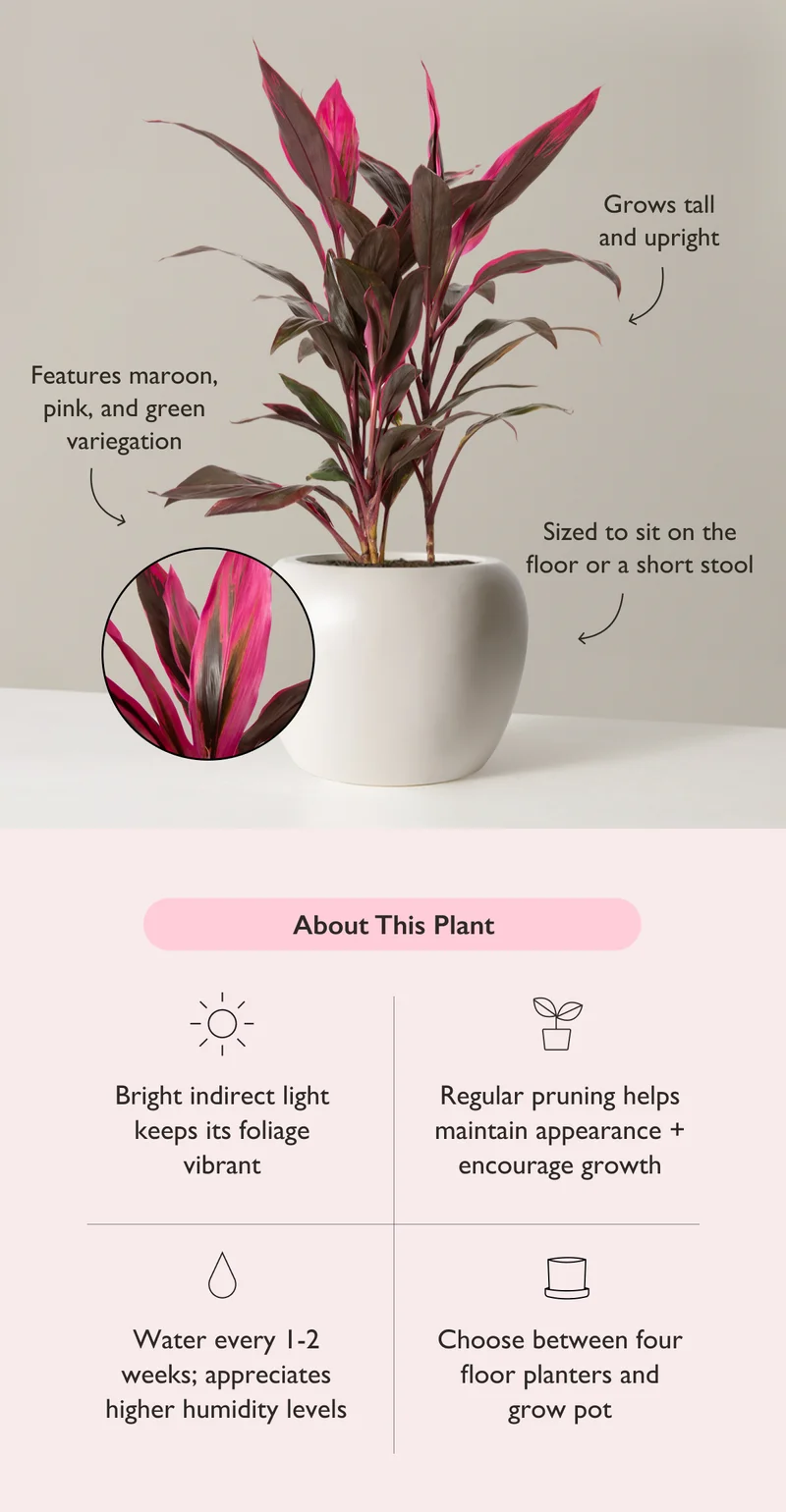 The Cordyline Red Sister features maroon, pink, and green variegation. It grows tall and upright, and is sized to sit on the floor or a short stool.
