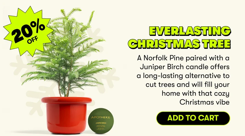 Everlasting Christmas Tree A Norfolk Pine paired with a Juniper Birch candle offers a long-lasting alternative to cut trees and will fill your home with that cozy Christmas vibe [ADD TO CART]