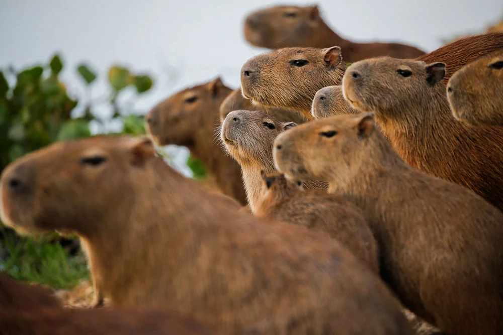 A group of capybaras