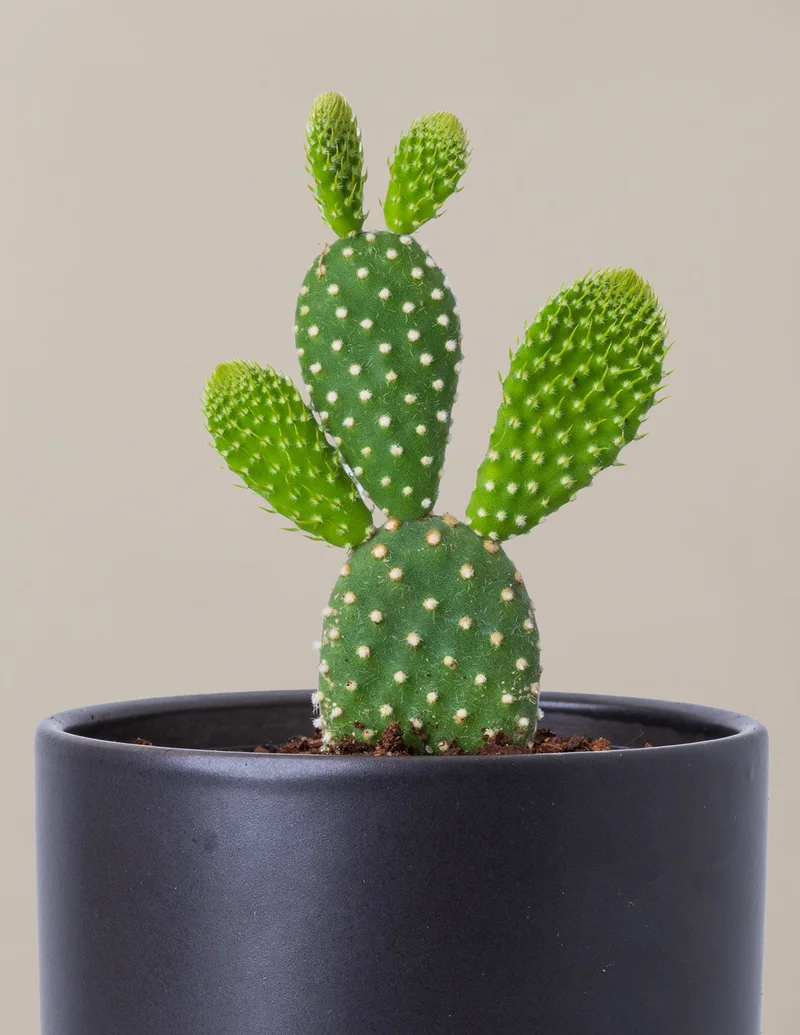 Image of Bunny Ear Cactus