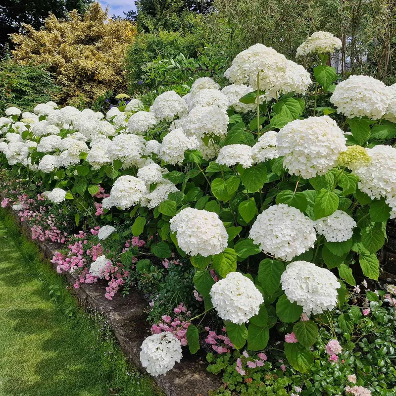 Image of Annabelle Hydrangea