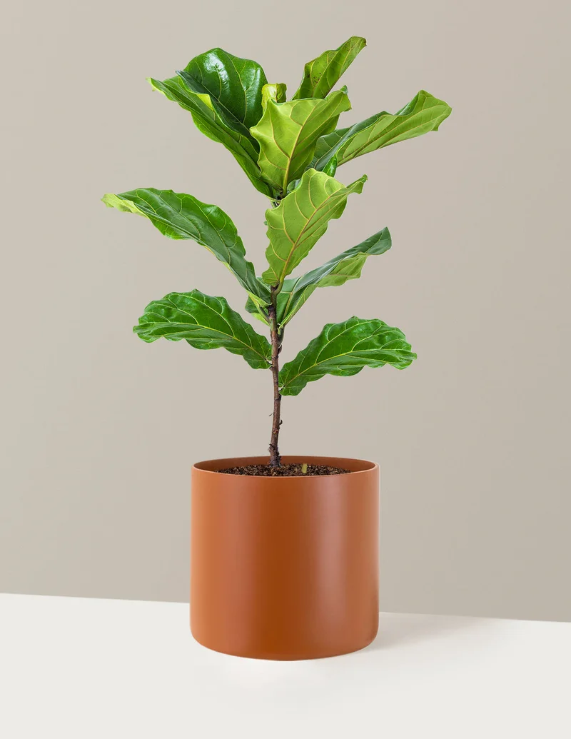 Image of Fiddle Leaf Fig Bush