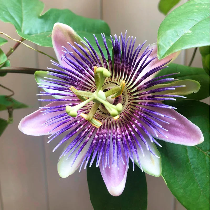 Image of Passion Fruit