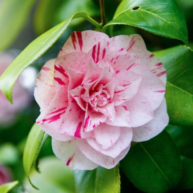 Image of LA Peppermint Camellia
