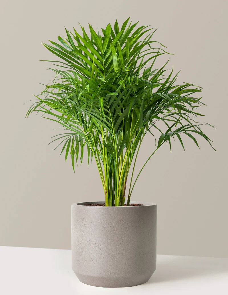 Image of Areca Purifying Palm