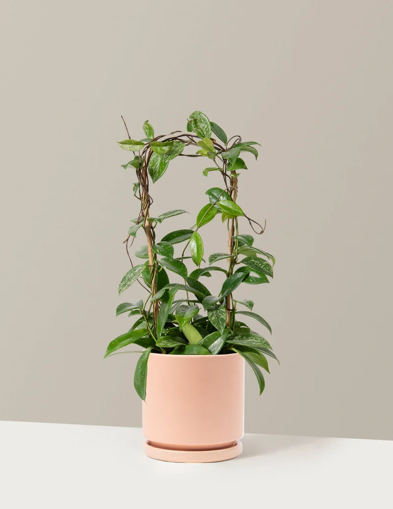 Image of Hoya Pubicalyx Hoop