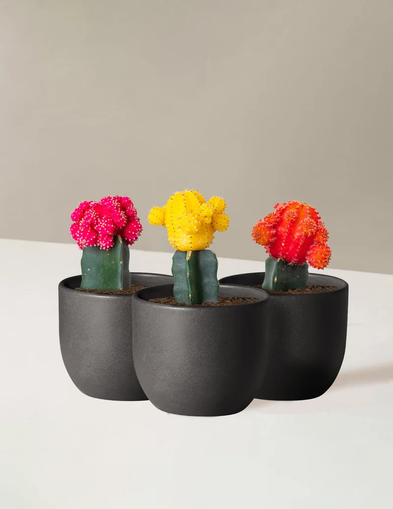Image of Moon Cactus